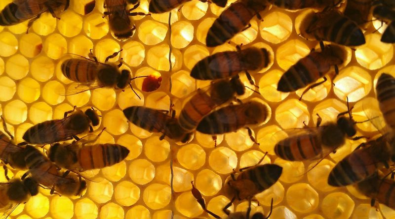 Fakta om honungsbin – del 5 – Biprodukter