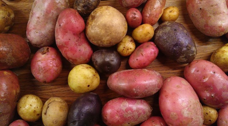 tre sorters potatis
