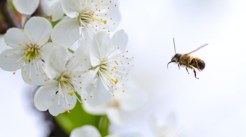 Hotade bin får ytterligare hjälp